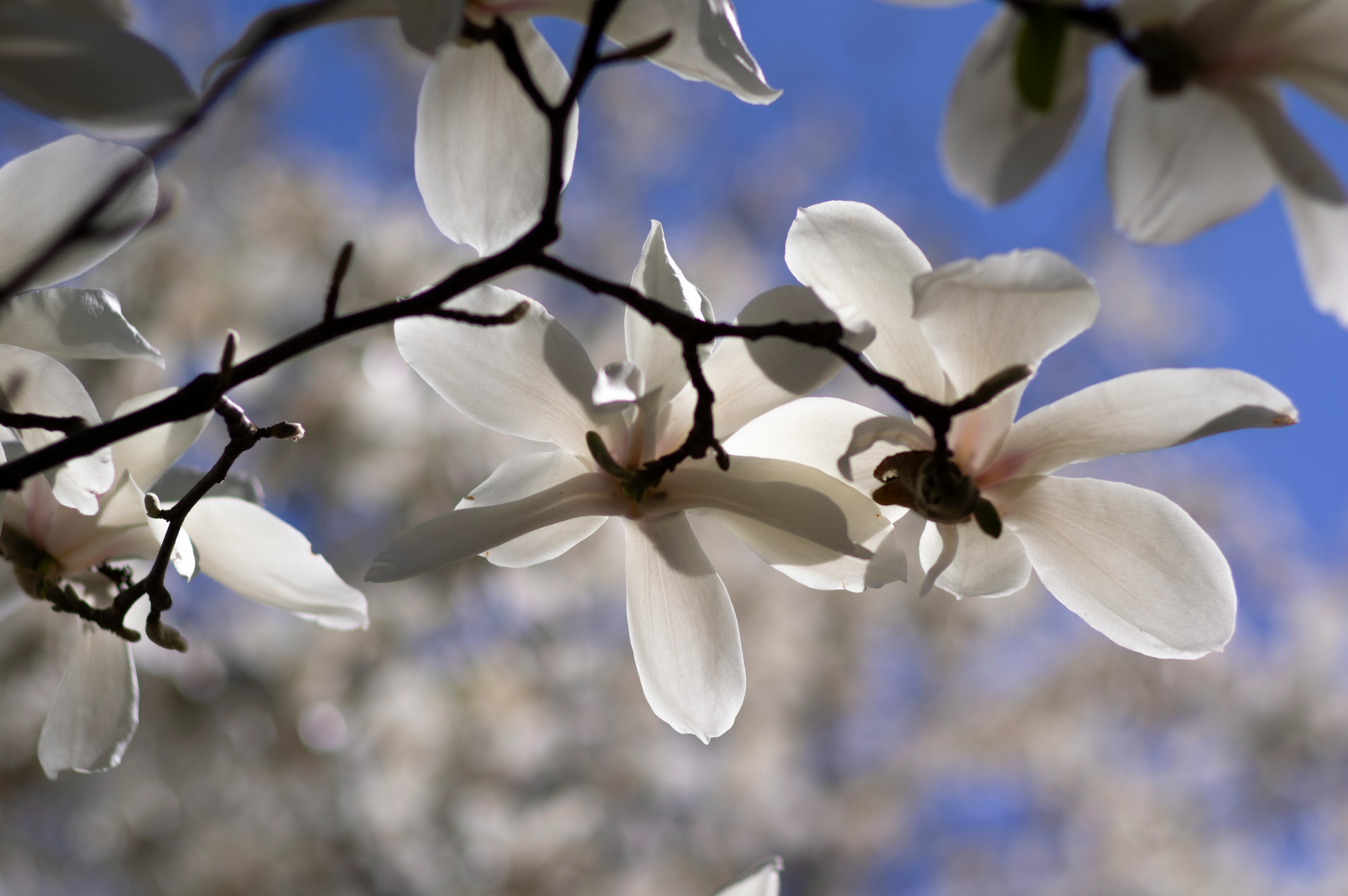 white and yellow flower in tilt shift lens